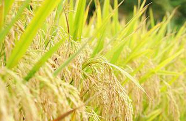 東北大米屬于什么米？